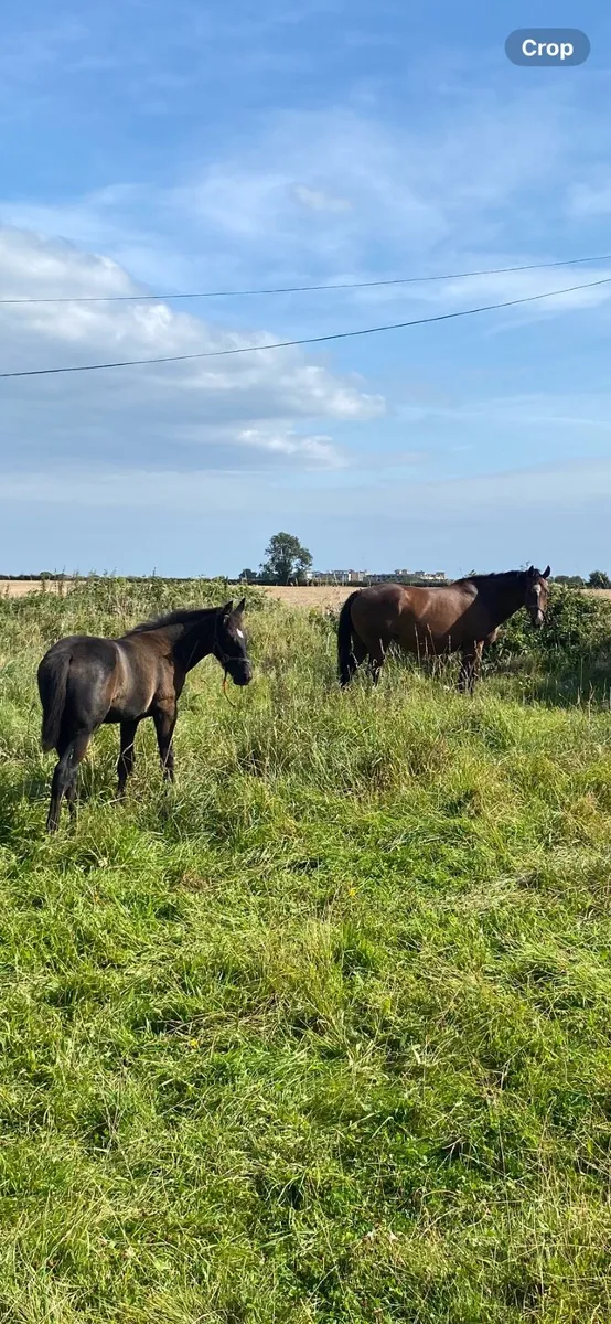 Thoroughbred Mare and Sporthorse Foal - Image 4