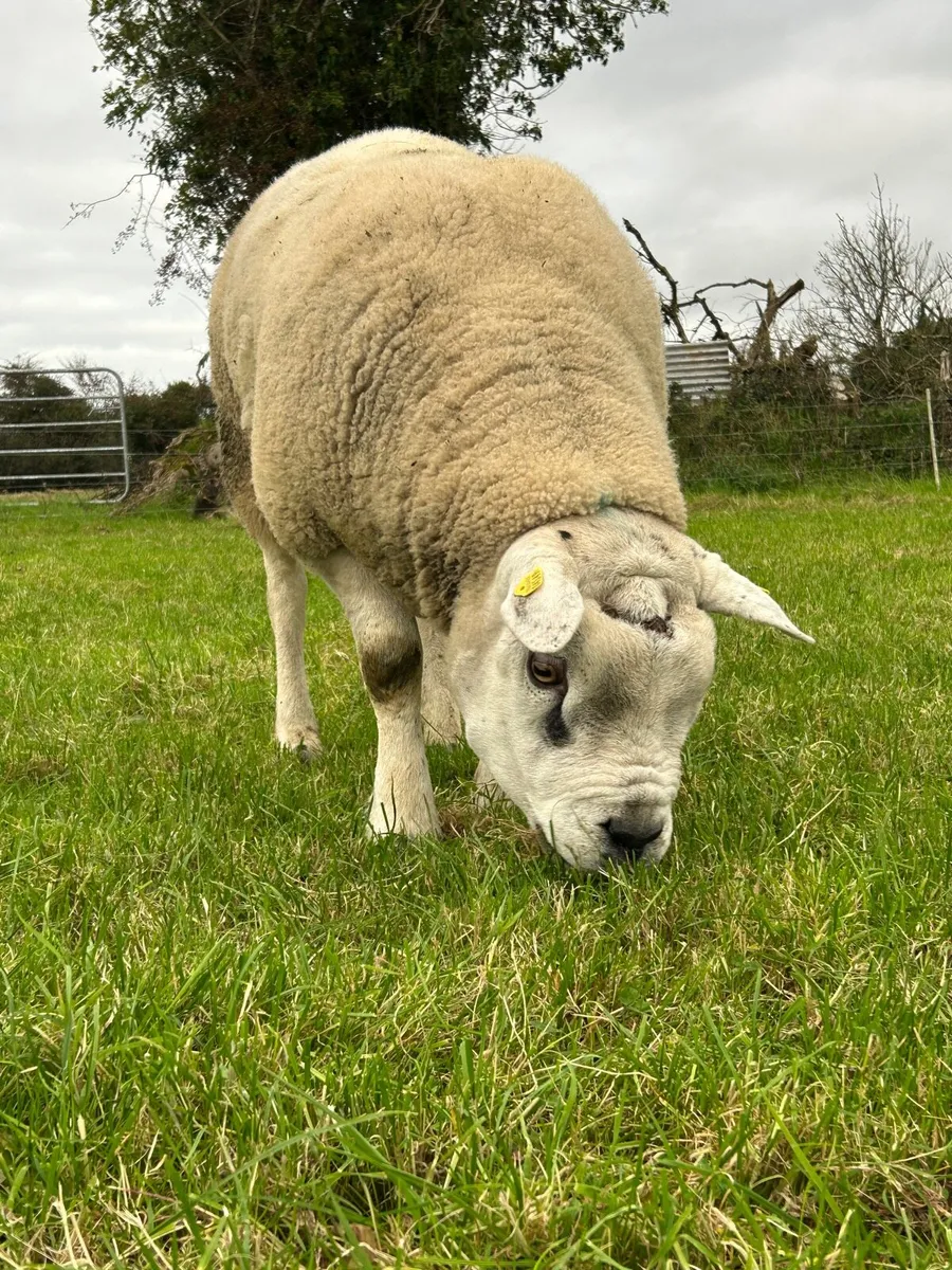 Texel Ram - Image 2