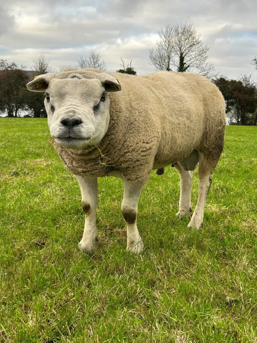 Texel Ram - Image 3