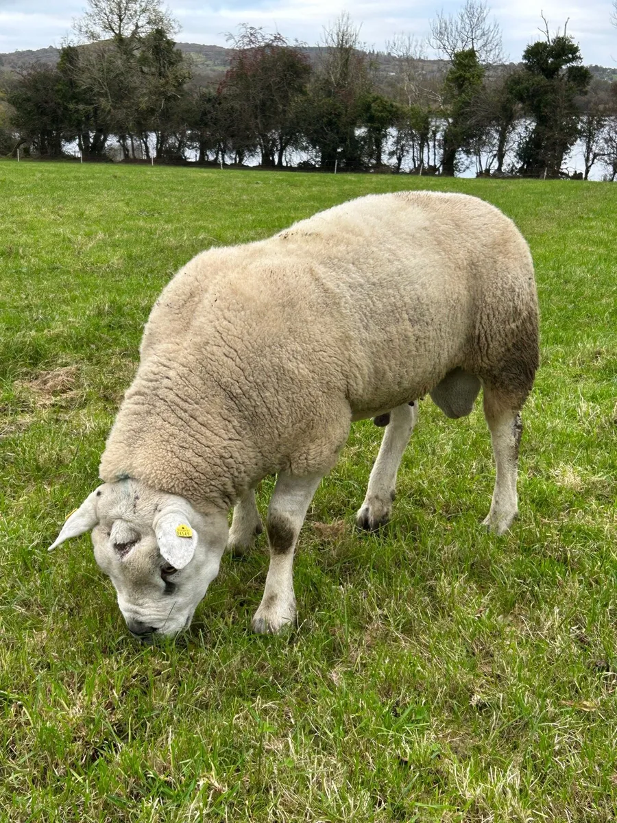 Texel Ram - Image 4
