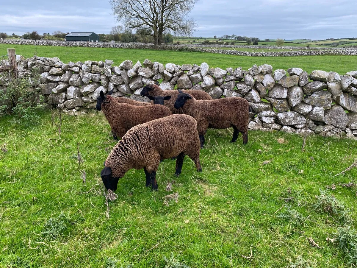 Black Ewe Lambs For Sale - Image 1