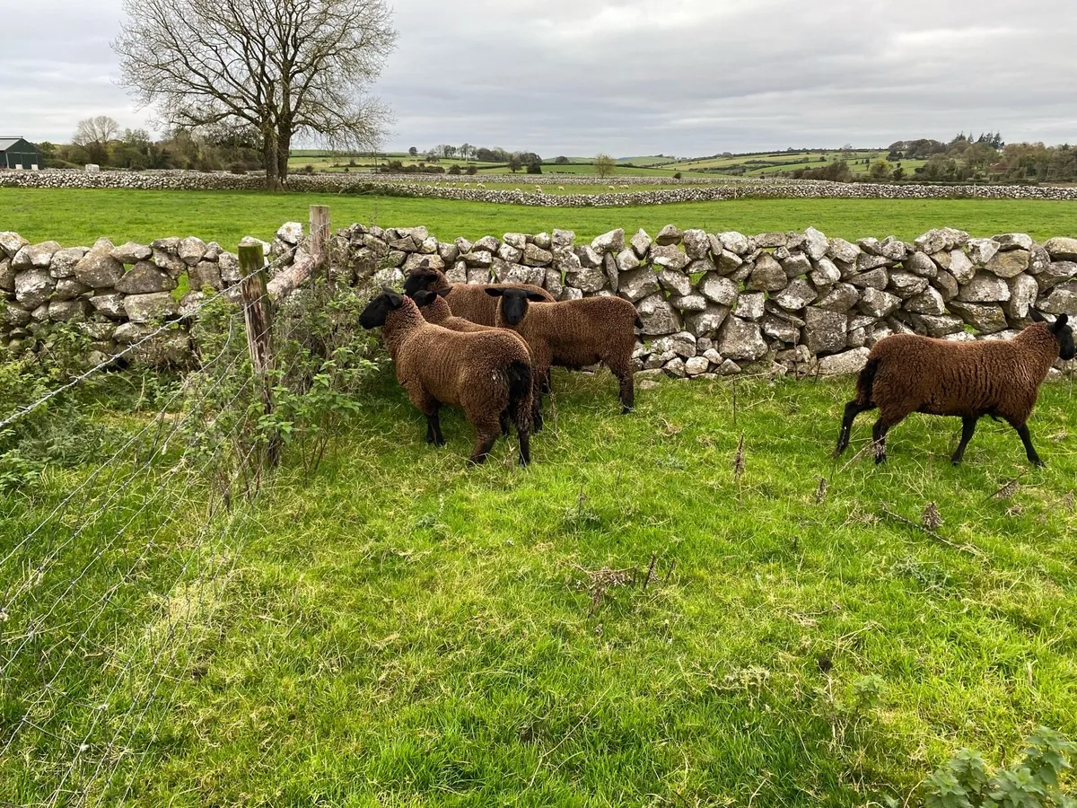 Black Ewe Lambs For Sale - Image 2