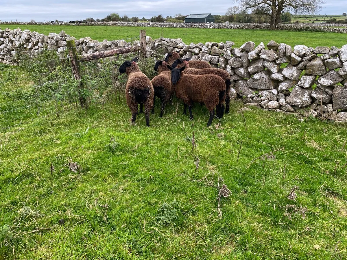 Black Ewe Lambs For Sale - Image 3