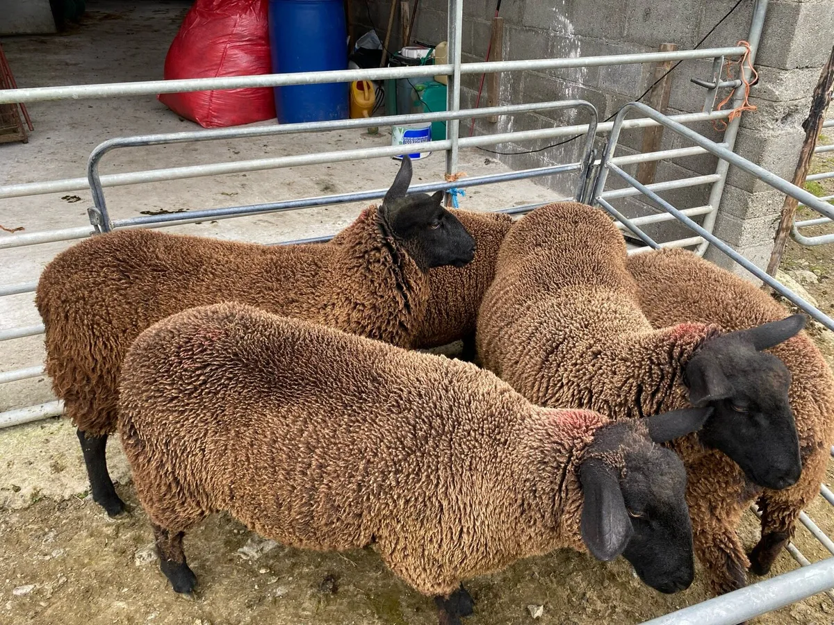Black Ewe Lambs For Sale - Image 4