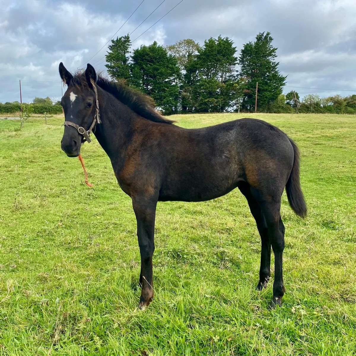 Thoroughbred Mare and Sporthorse Foal - Image 1