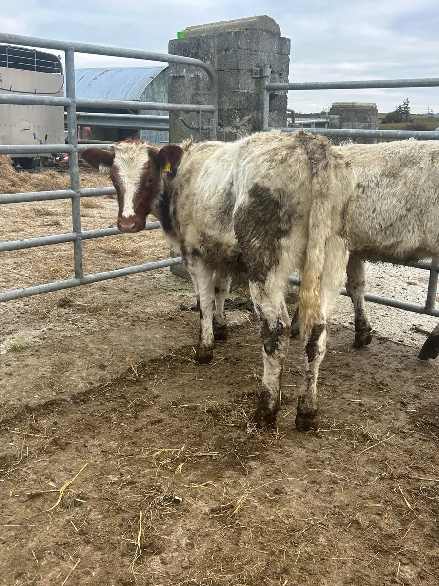 2 smashing shorthorn heifers - Image 1