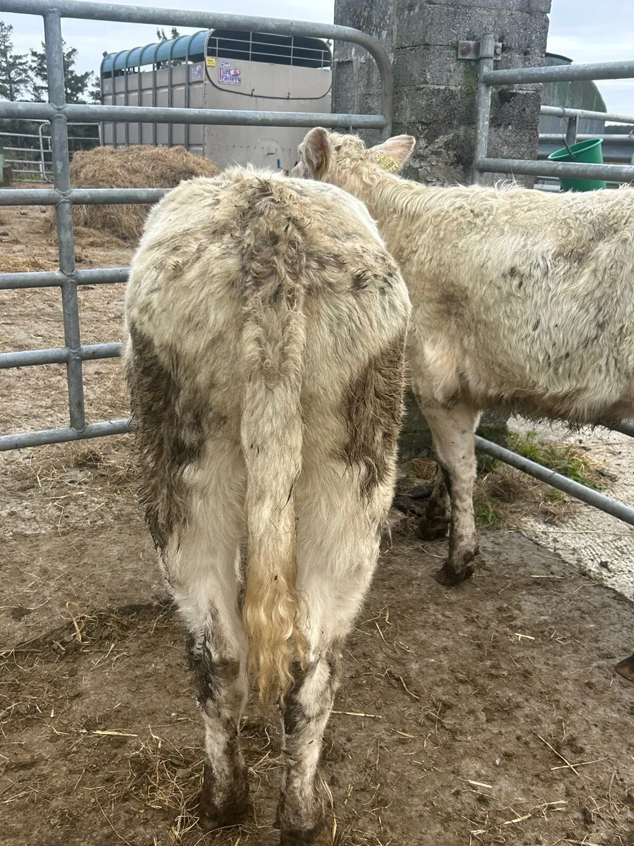 2 smashing shorthorn heifers - Image 2