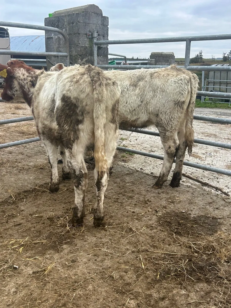 2 smashing shorthorn heifers - Image 3