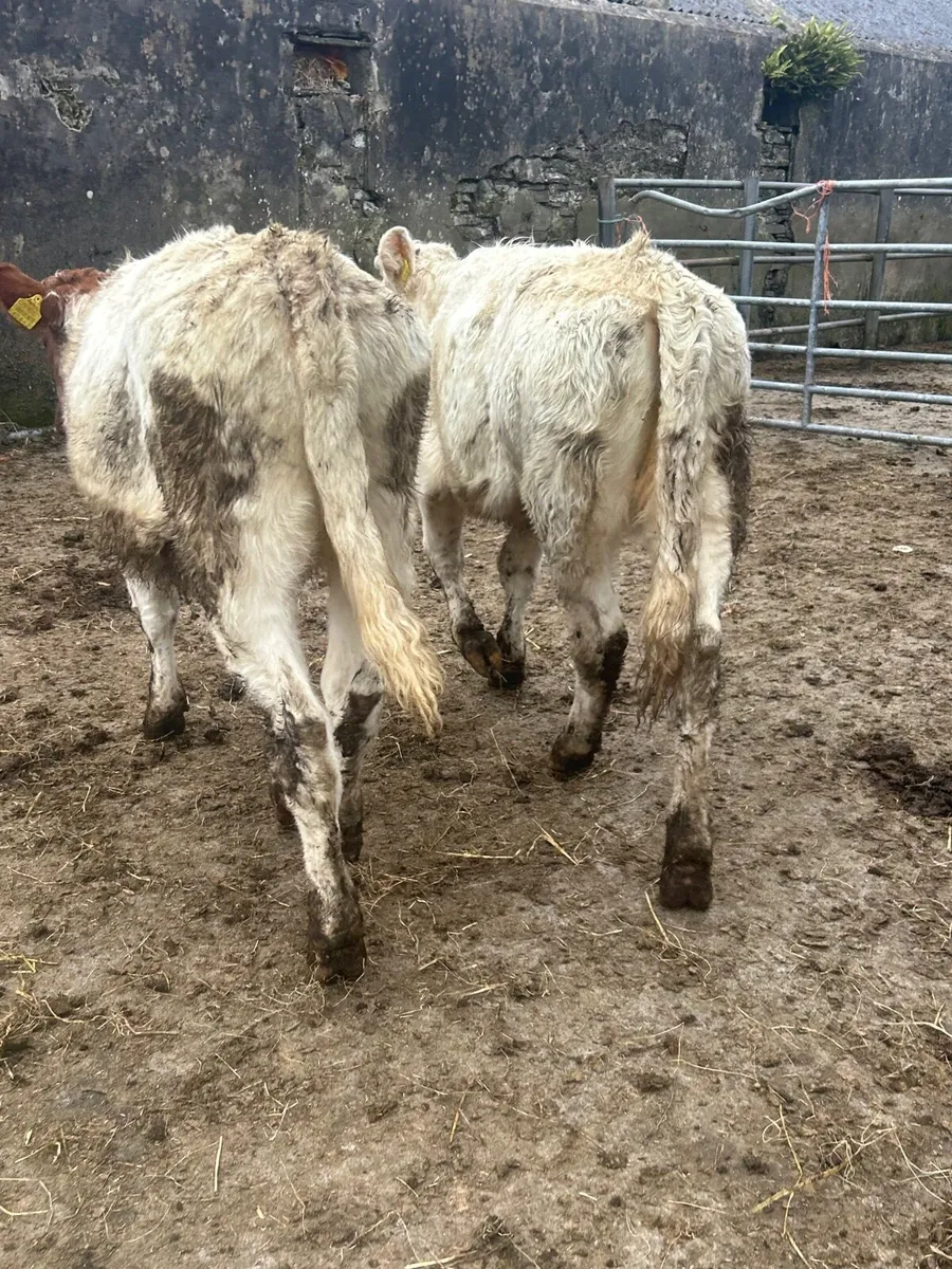 2 smashing shorthorn heifers - Image 4
