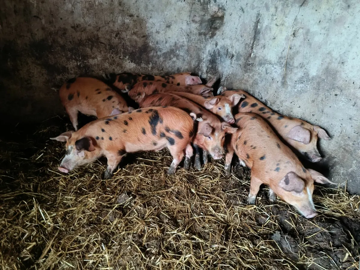 13 week piglets