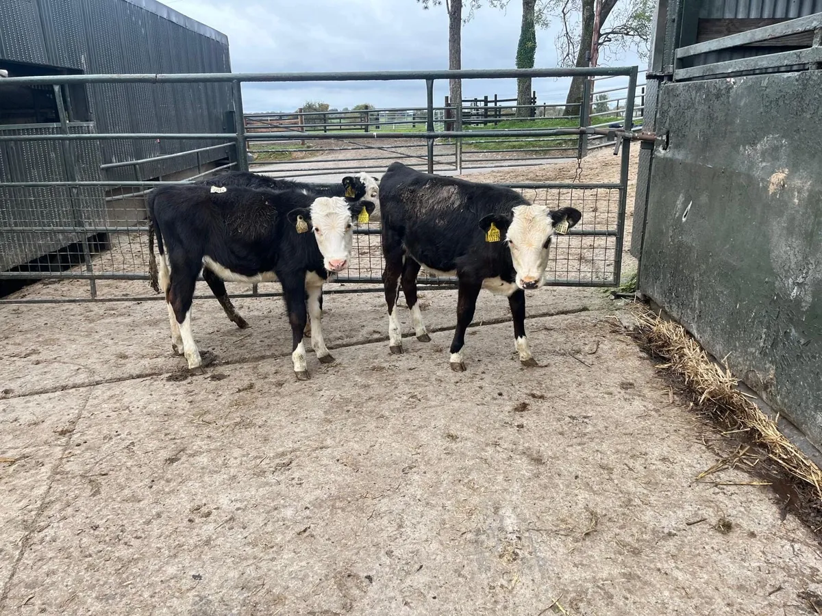 3 super  Hereford weanling heifers - Image 1