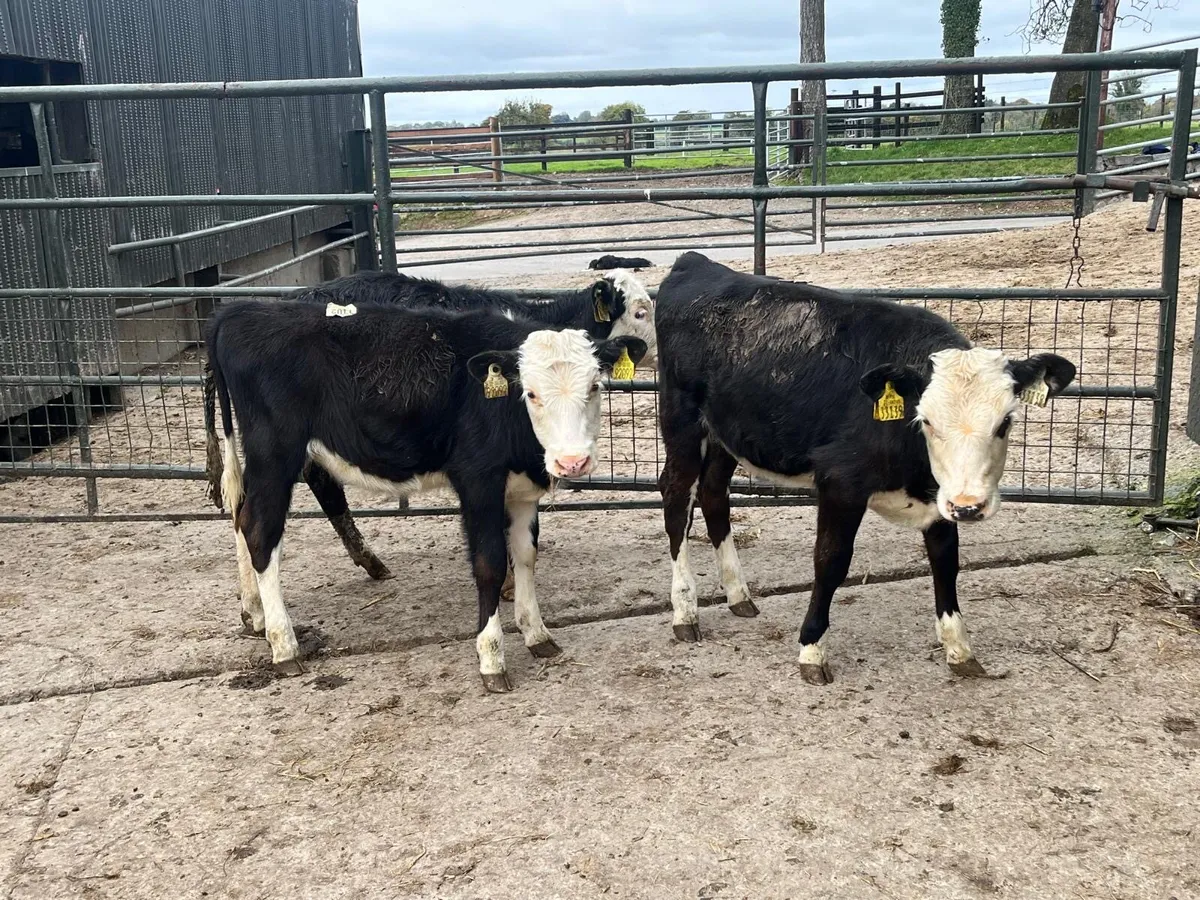 3 super  Hereford weanling heifers - Image 2