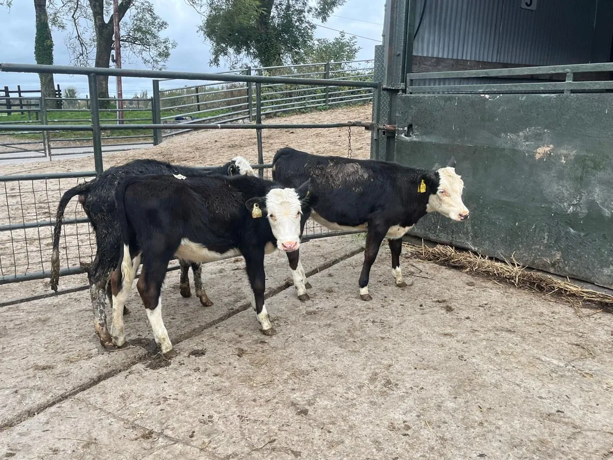 3 super  Hereford weanling heifers - Image 3