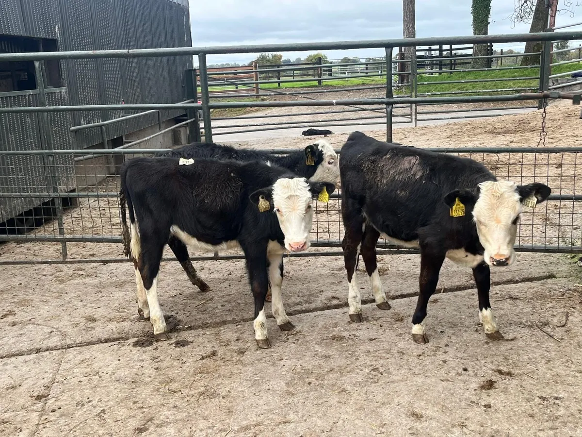 3 super  Hereford weanling heifers - Image 4