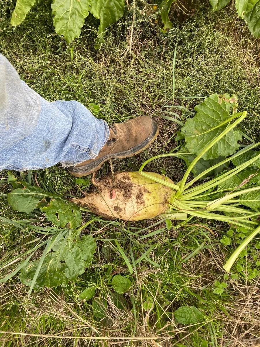 Sugar Beet - Image 2