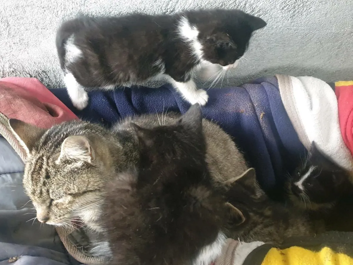 4 kittens - Image 4