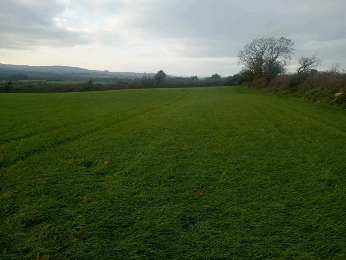 6 acers of grass - Image 3