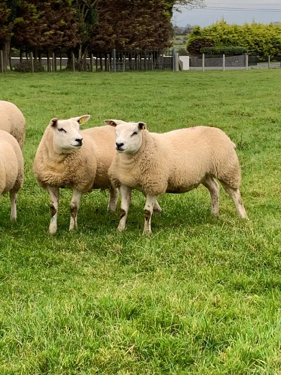 🏆Ewe lambs 🏆 - Image 1