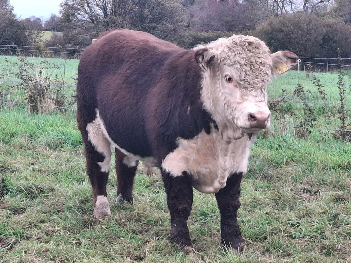 Hereford Bull - Image 1