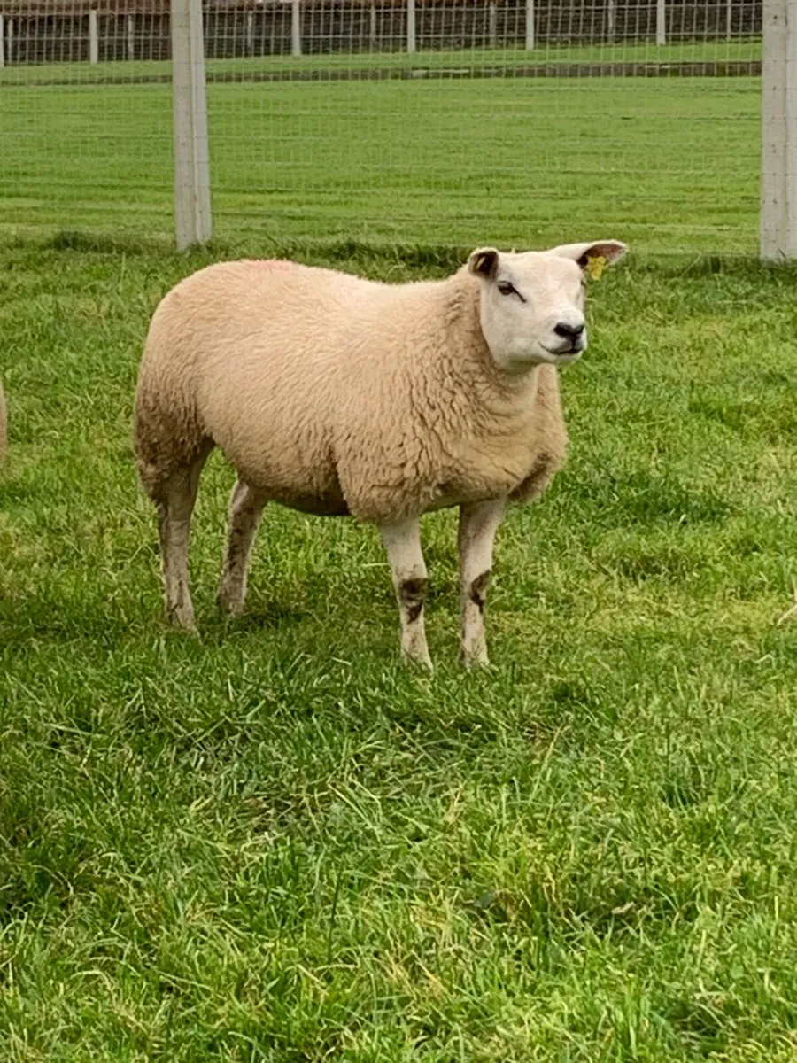 🏆Ewe lambs 🏆 - Image 2