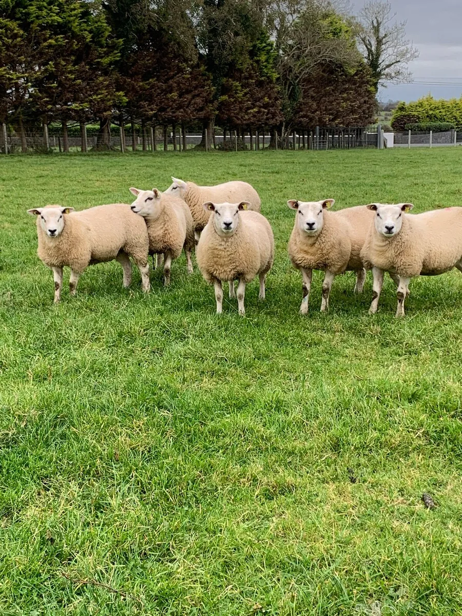 🏆Ewe lambs 🏆 - Image 3