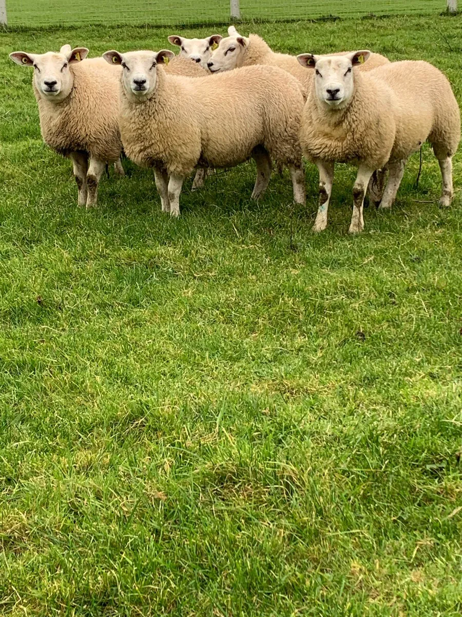 🏆Ewe lambs 🏆 - Image 4