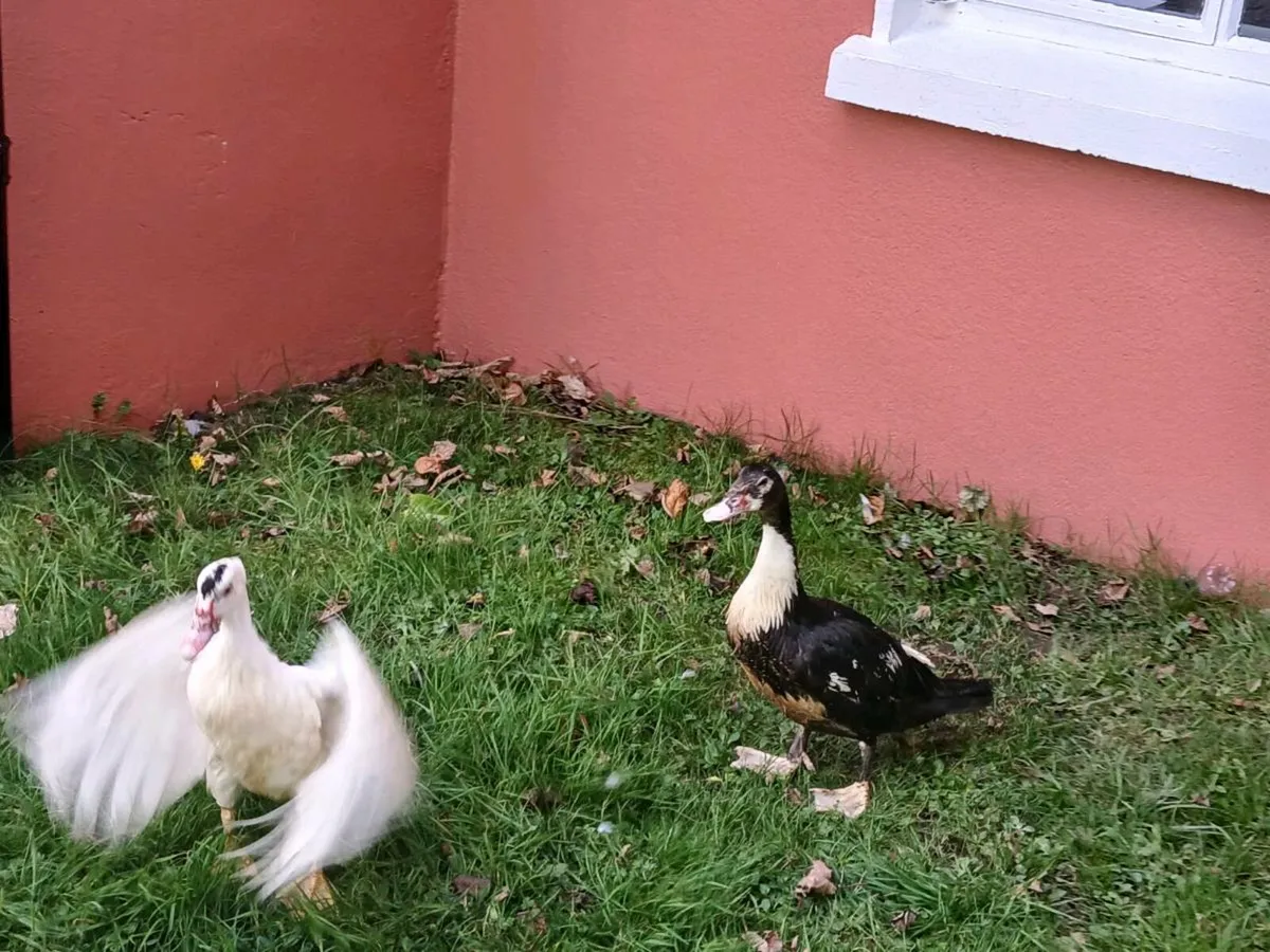 Muscovey pair - Image 1