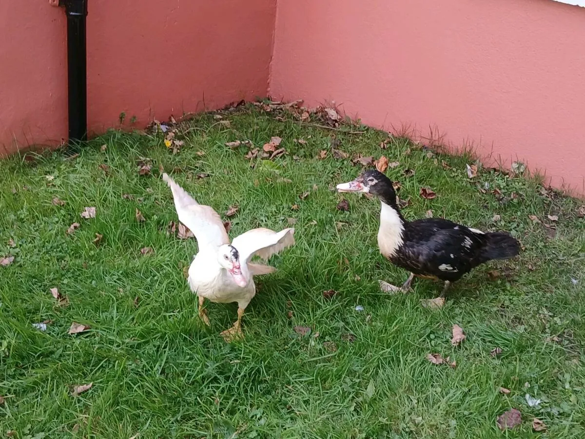 Muscovey pair - Image 2