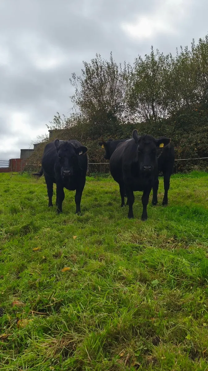 5 star In calf heifers - Image 1