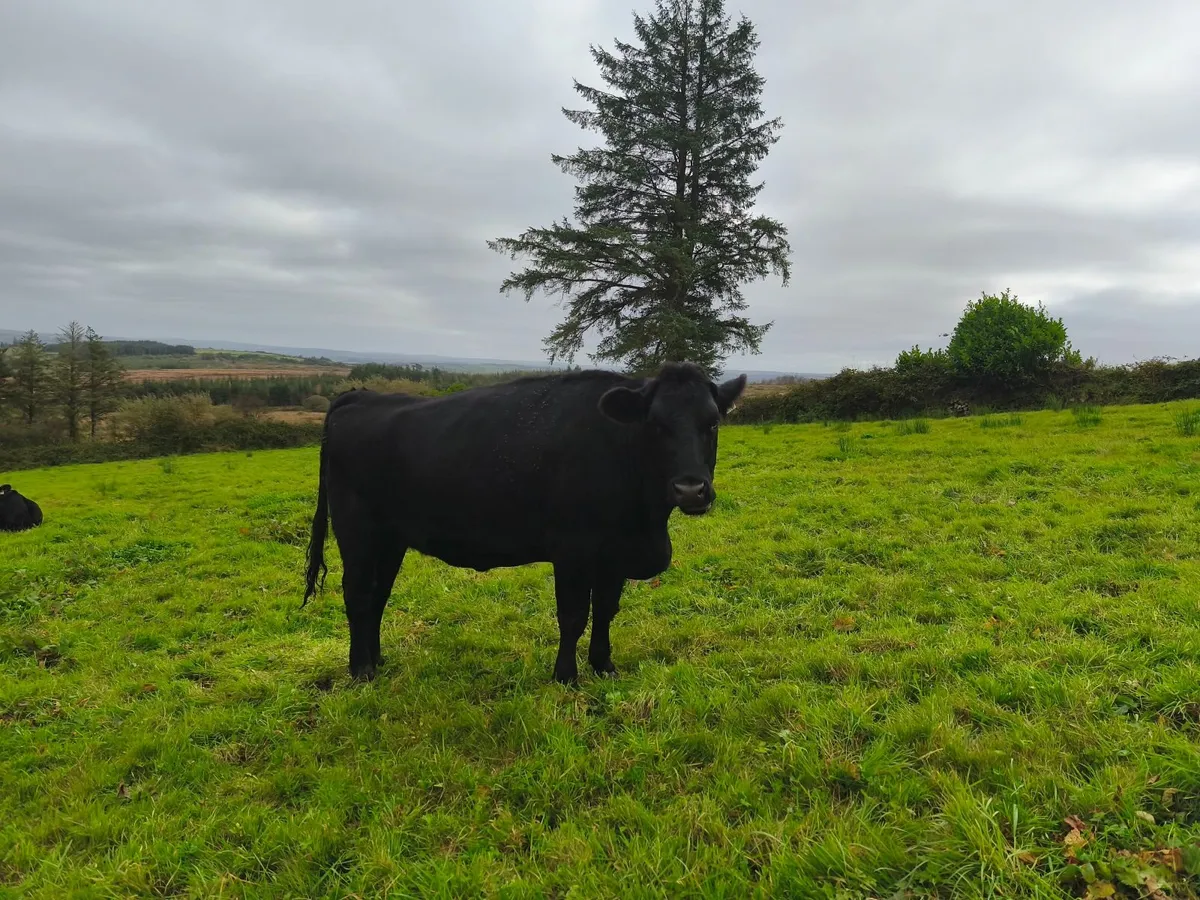 5 star In calf heifers - Image 2