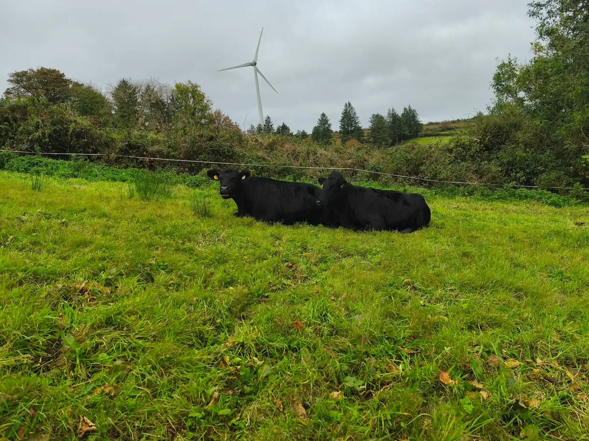 5 star In calf heifers - Image 3