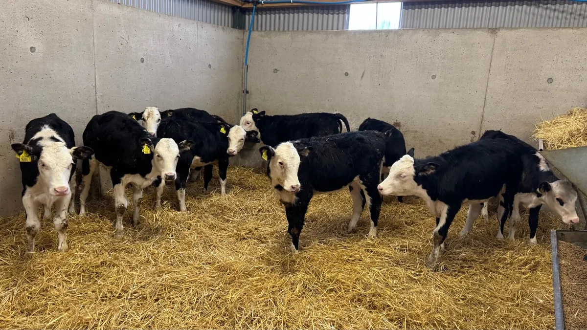 Hereford Heifers - Image 1