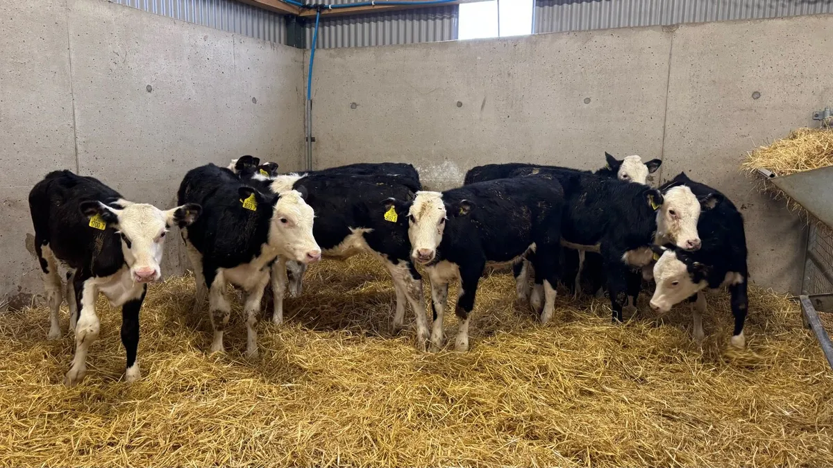 Hereford Heifers - Image 2