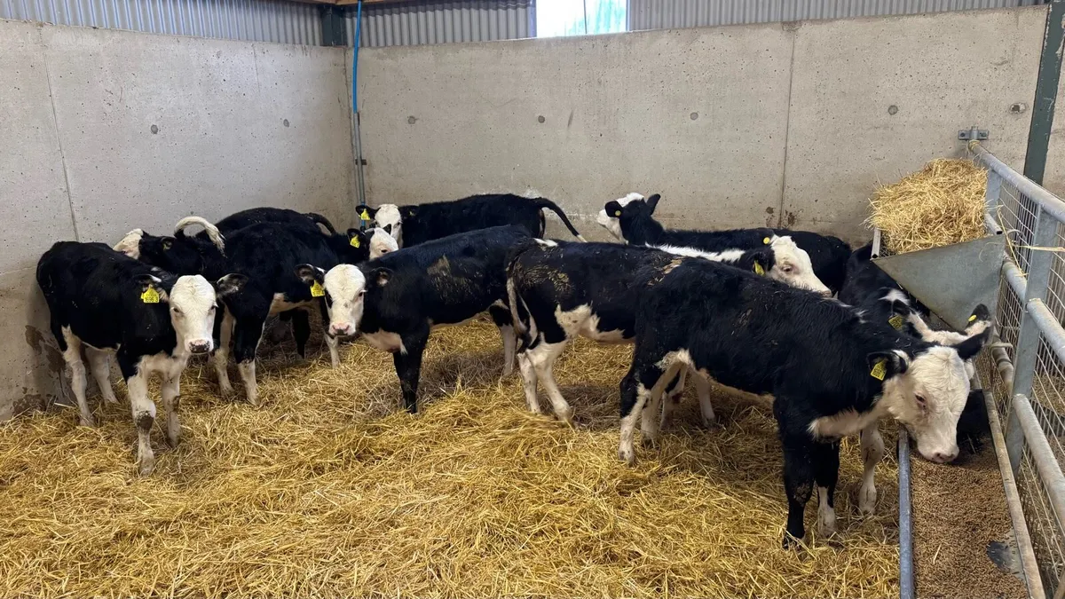 Hereford Heifers - Image 3