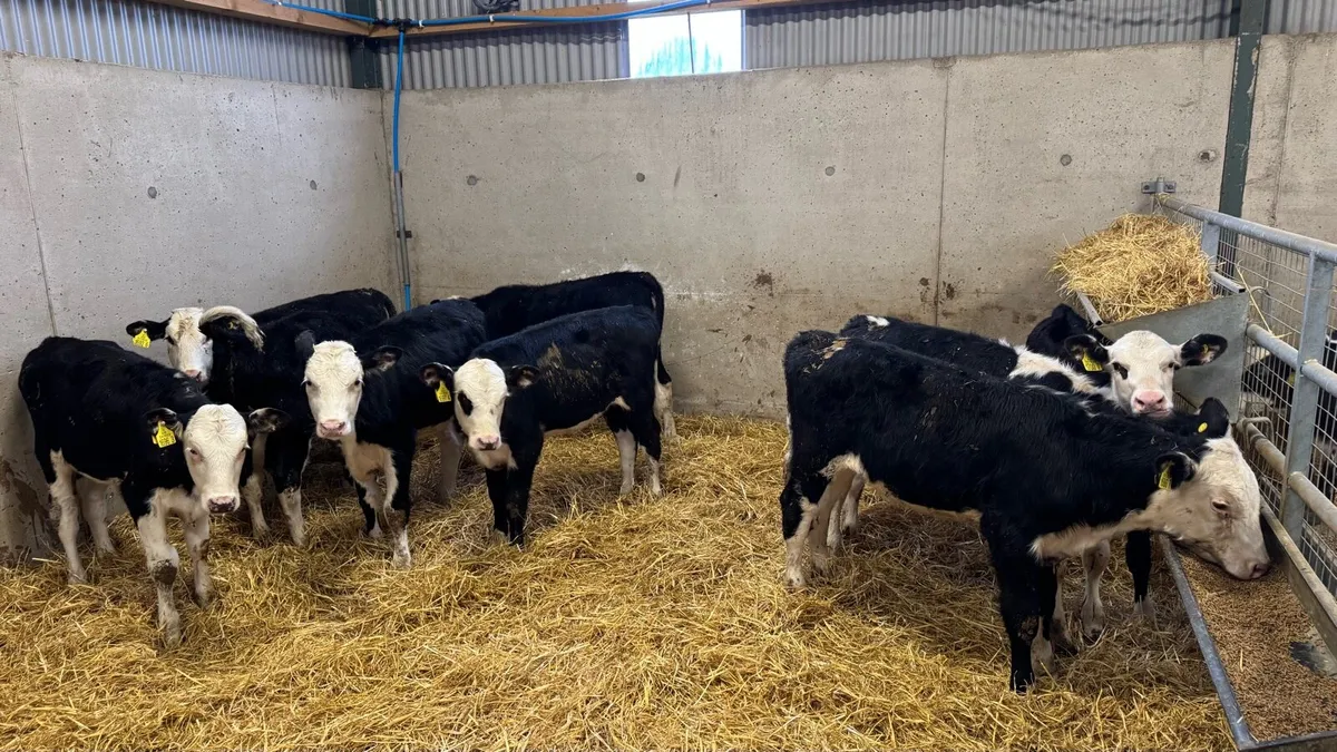 Hereford Heifers - Image 4