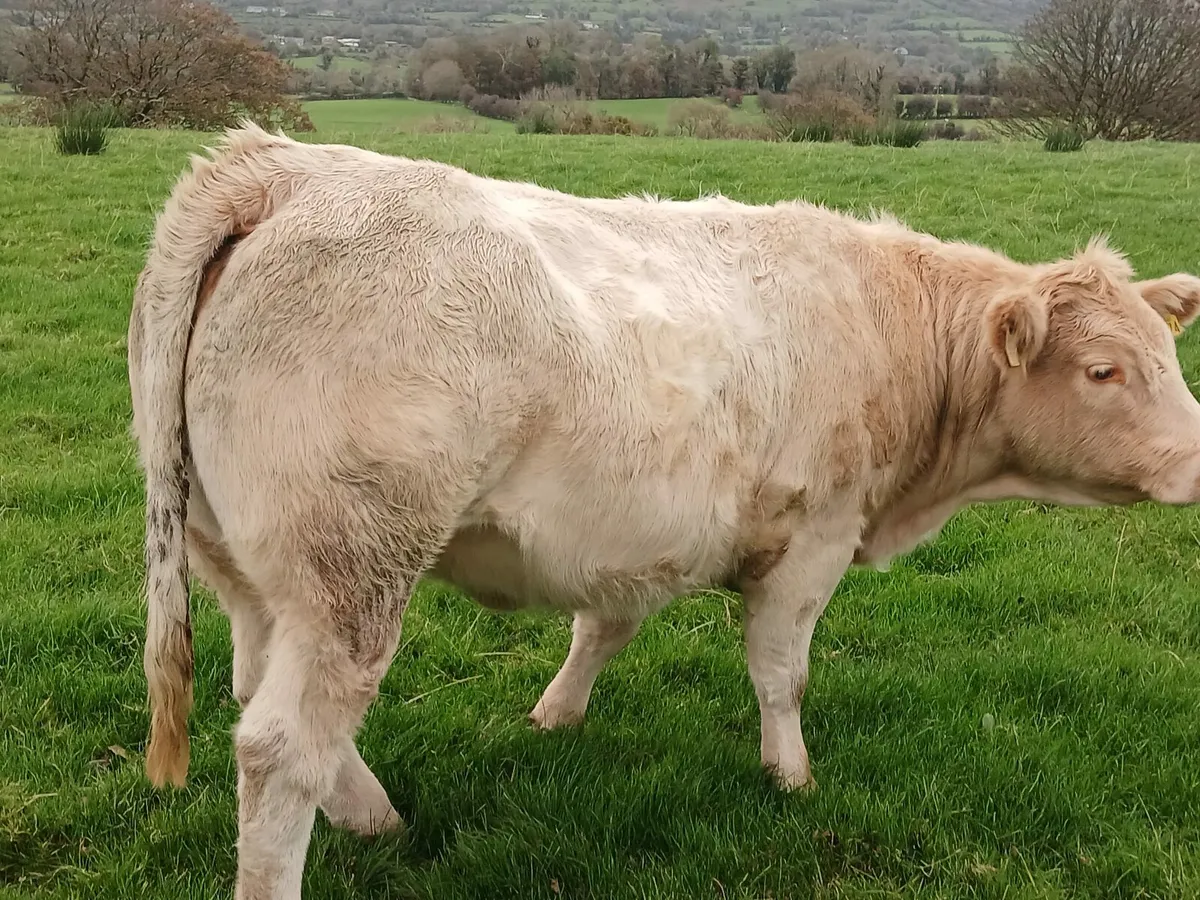 Heifers for Manorhamilton special sale - Image 1