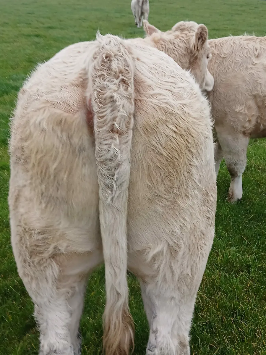 Heifers for Manorhamilton special sale - Image 2