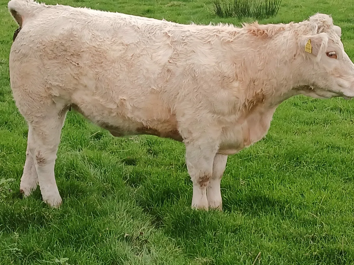 Heifers for Manorhamilton special sale - Image 3