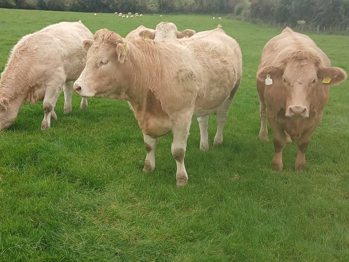 Heifers for Manorhamilton special sale - Image 4