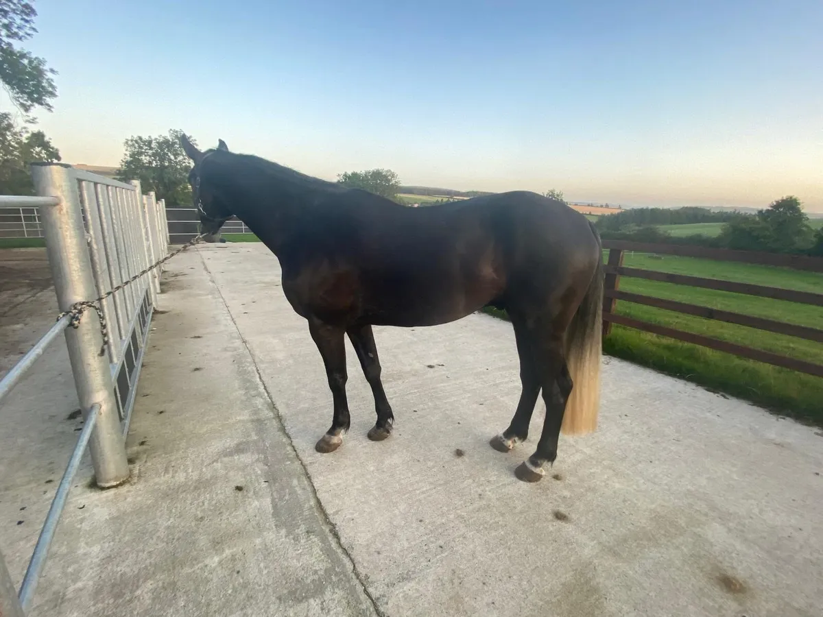 4 year gelding - Image 2