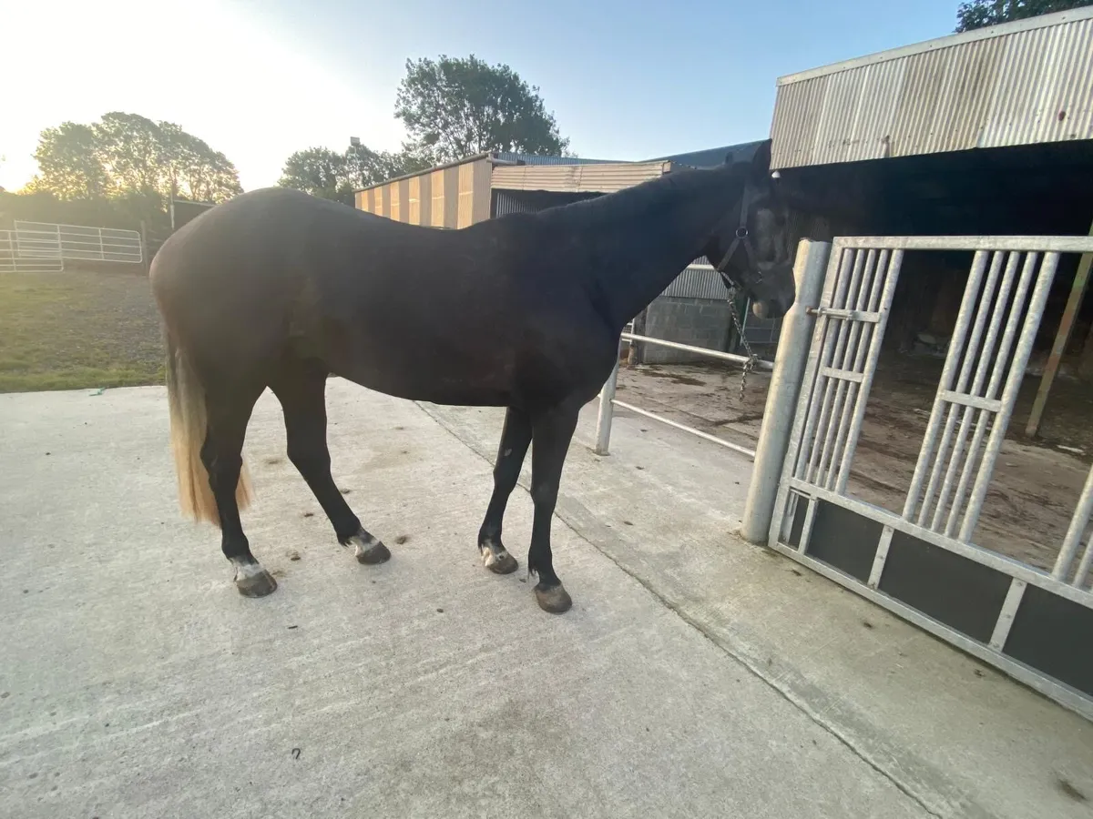 4 year gelding - Image 3
