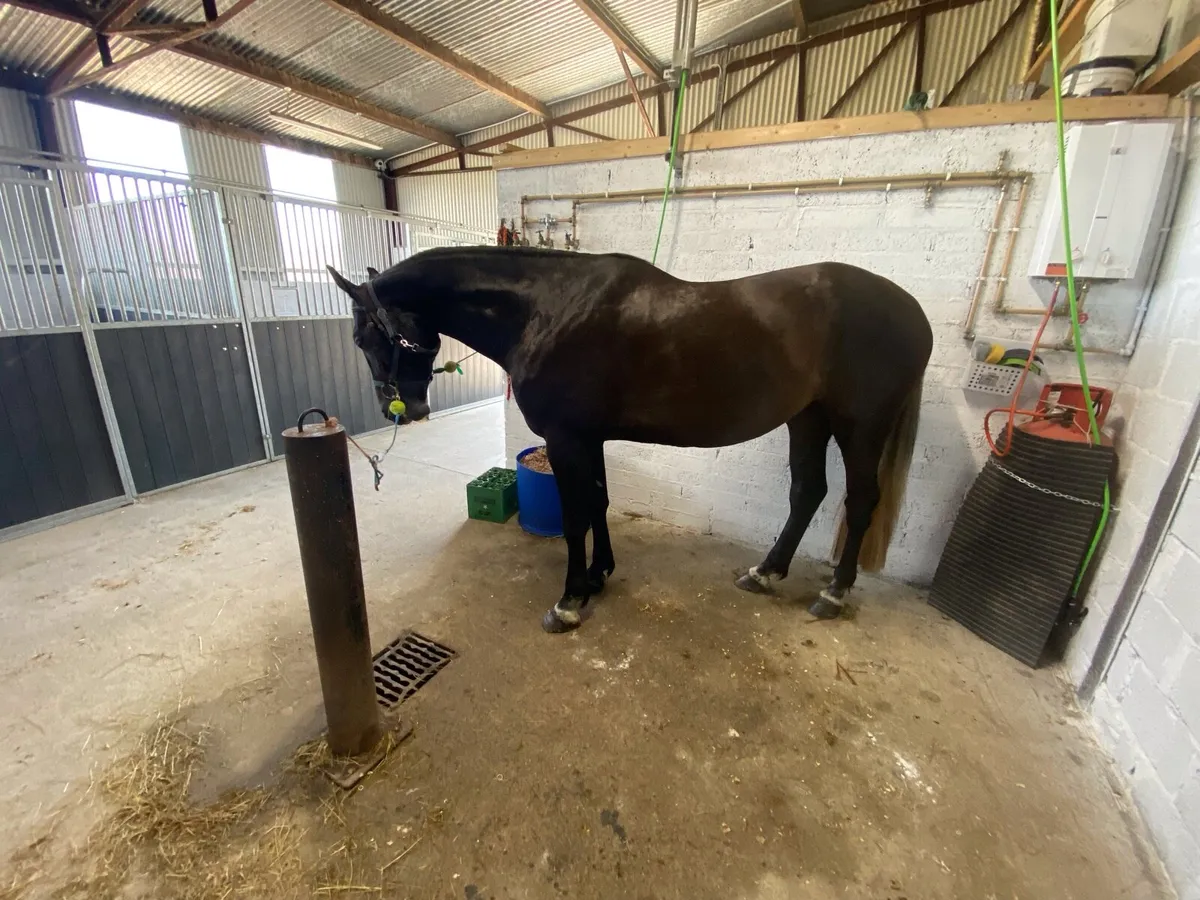 4 year gelding - Image 1