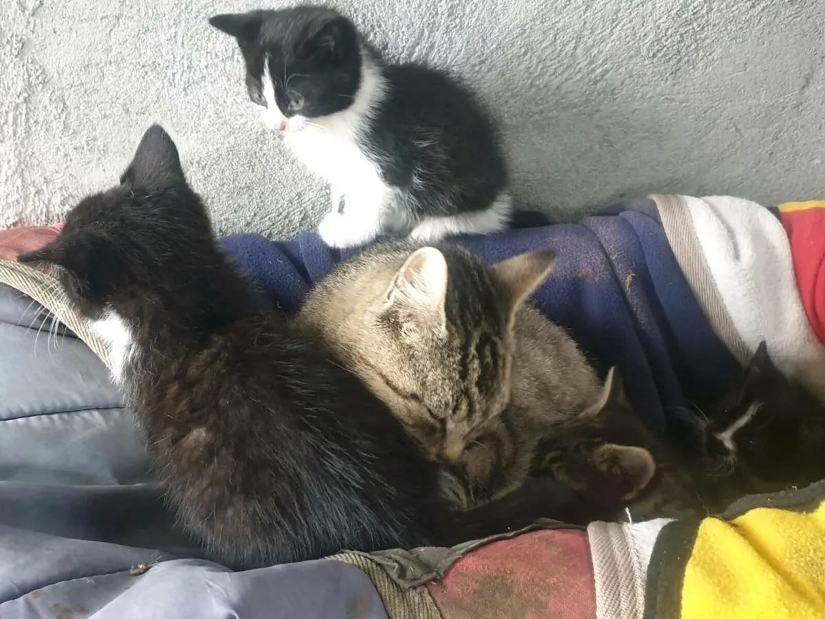 4 kittens - Image 3