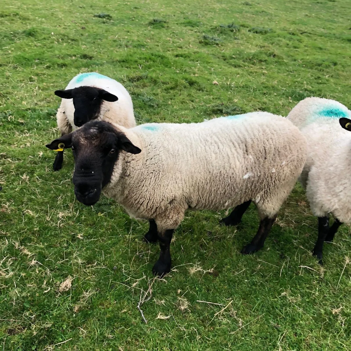 Suffolk Ram - Image 1