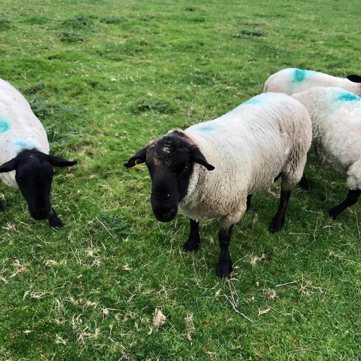 Suffolk Ram - Image 2