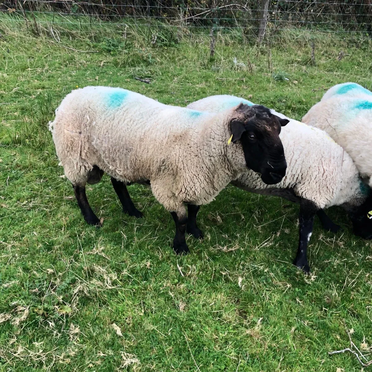 Suffolk Ram - Image 3