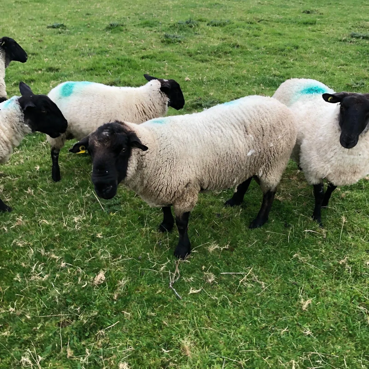 Suffolk Ram - Image 4