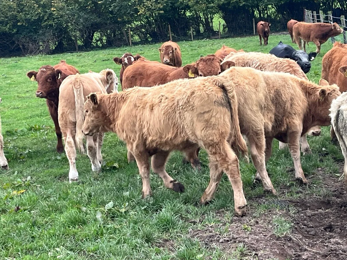 22 SUPER WEANED CH & LIM BULL WEANLINGS - Image 1