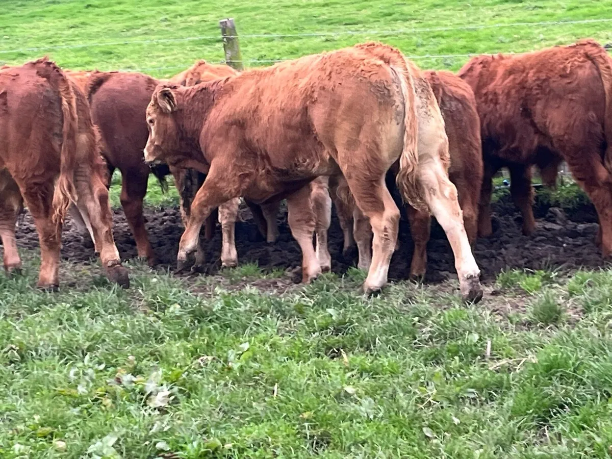 22 SUPER WEANED CH & LIM BULL WEANLINGS - Image 2