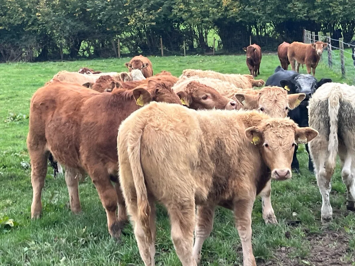 22 SUPER WEANED CH & LIM BULL WEANLINGS - Image 3